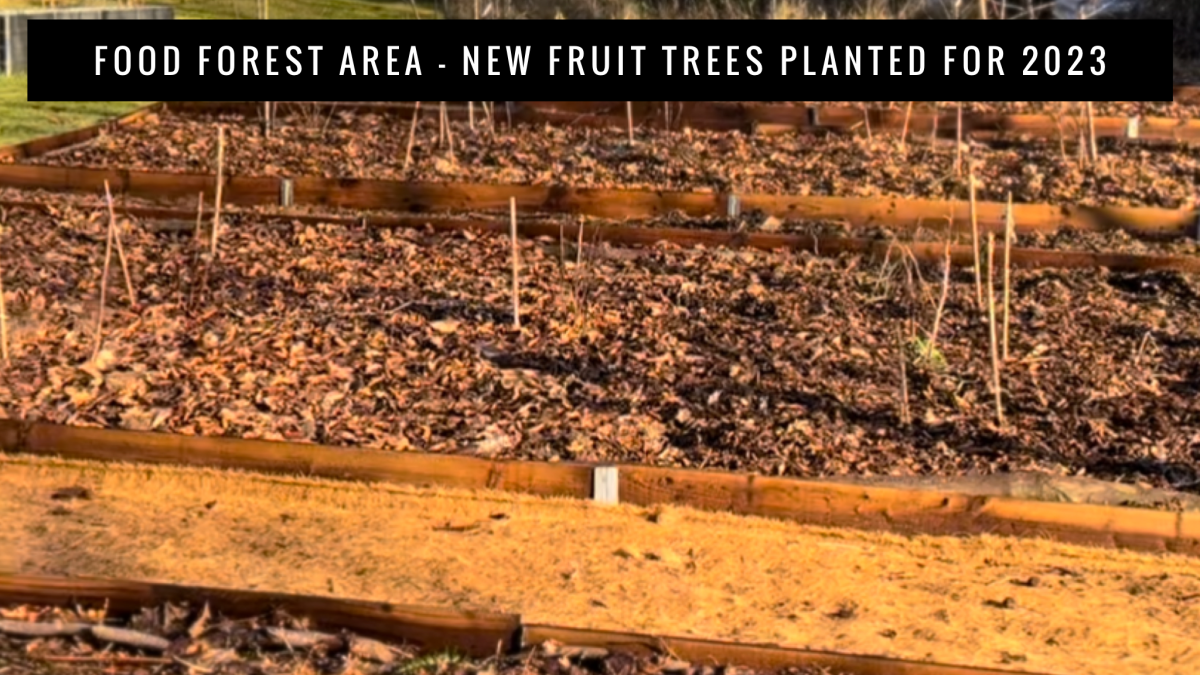 Food Forest Area- New Fruit Trees Planted For 2023